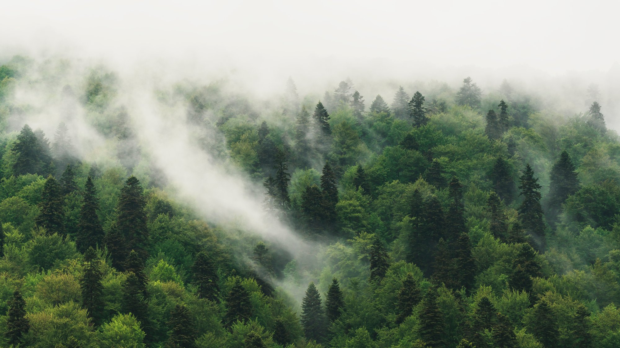 Forest Forest